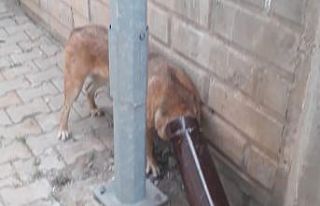 Kafası soba borusuna sıkışan köpek kurtarıldı