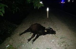 Kamyonun çarptığı mandalar telef oldu