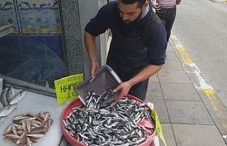Karadeniz’de hamsi bolluğu