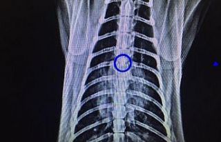 Kedinin soluk borusundan çıkan cisim şoke etti