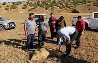 Kırıkkale’de kurtlar sürüye saldırdı, 10 koyun...