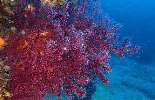 Kırmızı Mercanlar için proje