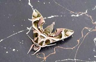 Konya’da askeri kamuflaj desenli kelebek bulundu