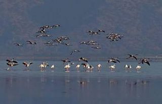 Kuş Cenneti Acıgöl’de görsel şölen