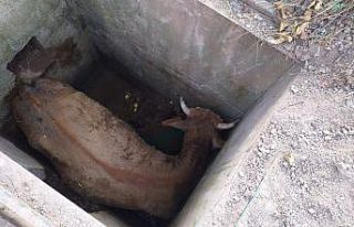 Kuyuya düşen inek itfaiye ekiplerince kurtarıldı