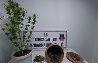 Lokantadan uyuşturucu çıktı