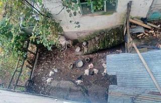 1 köpek 75 tavuk, 10 hindiyi telef etti