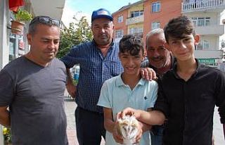 Malkaralı vatandaşlar yavru kuşu hayretle izledi