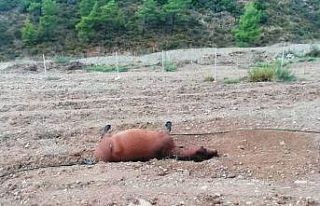 Marmaris’te at katliamı