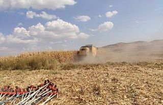 Mazıdağı’nda mısır hasadı başladı