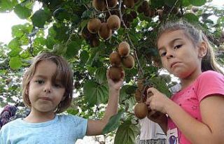 Mersin’de kivi hasadı başladı