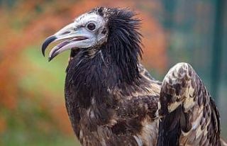 Mısır Akbabasının iki ülke arasındaki yolculuğu