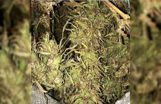 Motosiklette 4 kilo esrar