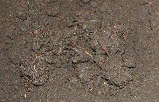 Organik solucana talep olmayınca solucanlar elde...