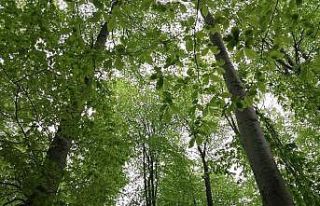 Orman Bölge Müdürlüğünden Samsun’a 50 milyonluk...