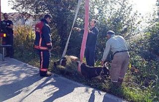 Otları gören inek kanalı geçemedi