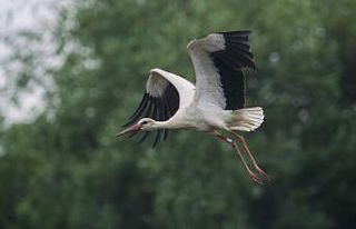 (Özel) 1747 kilometre uzakta halkasından kimliği...