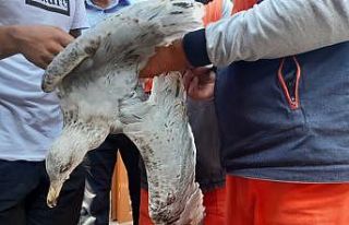 (ÖZEL) Ayakları ve gagası bağlanan martıyı belediye...