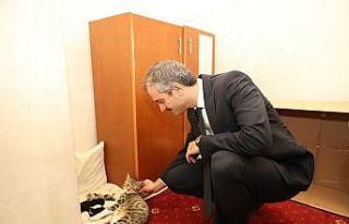 (Özel) Belediye binasında dünyaya gelen kedilere...