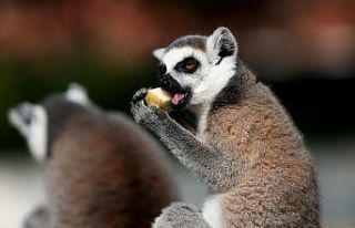 (Özel) Dünya Lemurlar Günü’nde lemurlara ziyafet...