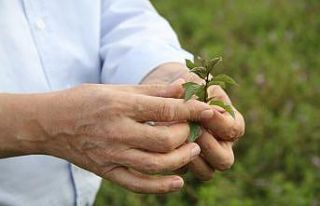 (Özel) ESOGÜ’de üretilen tıbbi aromatik bitkilerin...