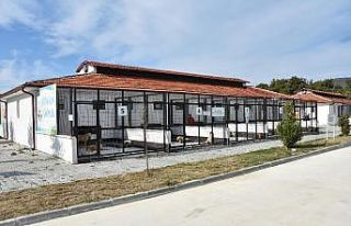 (Özel) Kaderine terk edilen sokak köpekleri 5 yıldızlı...