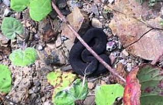 (Özel) Kastamonu’da nadir bulunan zehirli baran...