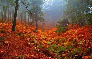 (Özel) Kazdağları’nın kestane ormanları sonbahar...