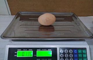 (Özel) Tavuk, 136 gramlık yumurta yumurtladı