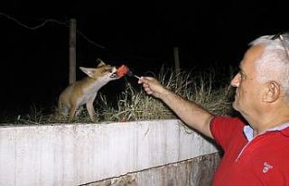 (Özel) Tilki ile fotoğrafçının ilginç dostluğu...