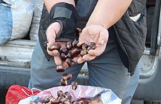 (Özel) Türkiye’nin kestane pazarı Düzce’de...