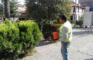 Parkı yaban arıları astı