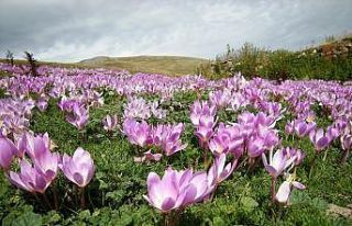 Posof’ta sonbahar bir başka güzel