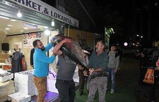 Rize’de 90 kiloluk orkinosa büyük ilgi