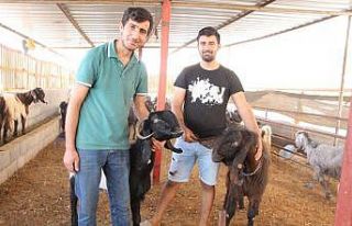 Sadece bir tanesi günde 6 kilo süt veriyor