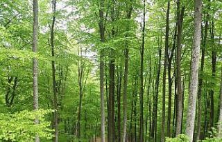 Samsun’da 55 bin 555 fidan toprakla buluşacak