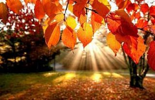 Sararan yapraklar Sonbahar Depresyonunun habercisi