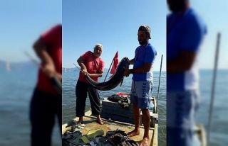 Sarıgerme’de 42 kiloluk Akya balığı görenleri...