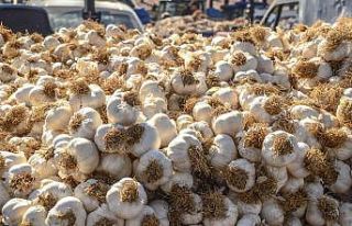 Sarımsağın fiyatı yüzde 45 arttı