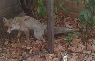 Şehre inen tilki doğaya bırakıldı