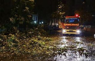 Kartal'da rüzgar ağacı yerinden söktü