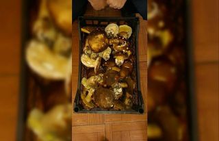 Sinop’un ormanlarından fesleğen mantarı fışkırıyor