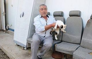 Sivas’ın avcı kedileri avladıkları yılanlarla...