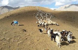 Sürülerin, günler süren dönüş yolculuğu başladı
