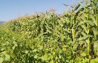 Tarla Günü’nde silajlık mısır BURAK tanıtıldı