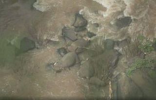 Taylan’da milli parkta 6 fil boğuldu