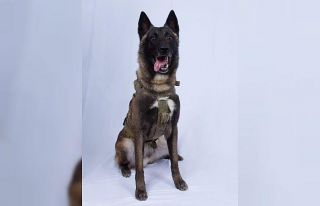 Trump, Bağdadi operasyonunda yaralanan köpeğin...
