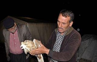 Tüfekle vurulmuş yaralı şahin bulundu