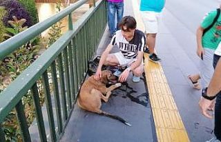 Vicdansız sürücünün çarpıp kaçtığı köpeğe...