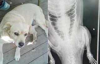 Vicdansızlar köpeği pompalı tüfekle vurdu